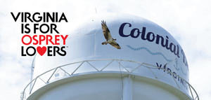 2023 Virginia Osprey Festival in Colonial Beach