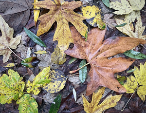 Tree Identification Walk