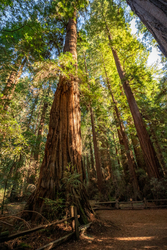 Old Growth Redwood Hikes