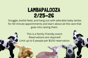 Lambapalooza