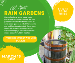 All About Rain Gardens