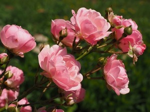 Growing and Caring for Roses and Hands on Pruning Workshop