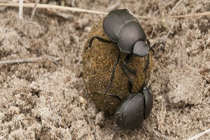Lil' Sprouts: Burrowing Beetles