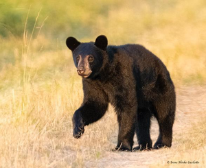 A Passion for Wildlife Photography, the Stories Behind the Images