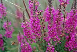 Identifying & Removing Invasive Species
