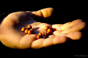 Seed Starting