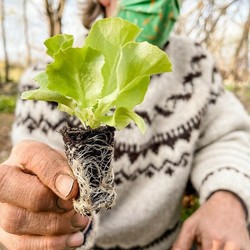 Transplant & Grow - a Workshop at Holly Hill Farm