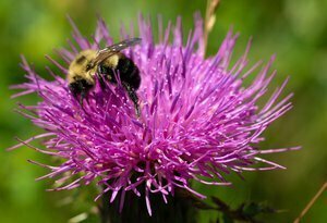 Spring Native Plant Identification & Benefits to our Ecosystem