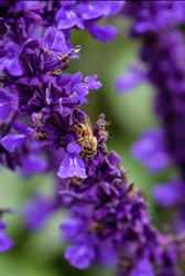 Stephanie Napholtz, March Artist of the Month