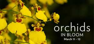 Orchids in Bloom