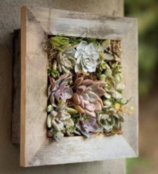 Succulent Wall Garden Workshop