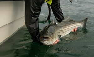 What’s Happening at the Cat Cove Marine Lab? - Past, Present, and a Very Bright Future