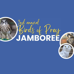 2nd Annual Birds of Prey Jamboree