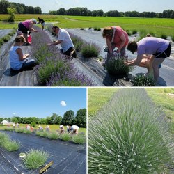 Edwardsville Lavender Farm Announces 3rd Season