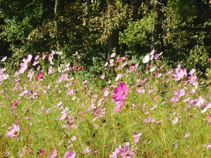 Edwardsville Lavender Farm Announces 3rd Season