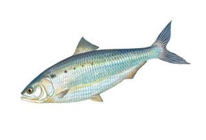 History of Shad Fishing in the Lower Connecticut Valley