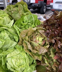 Opening Day Coastside farmers’ Market