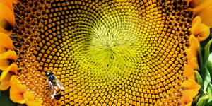 Digital Photography: Garden Macro Photography