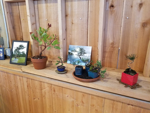 Beginners Bonsai Class