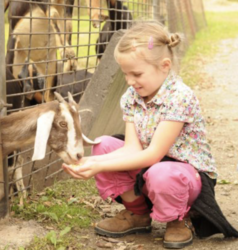 Animal Encounter