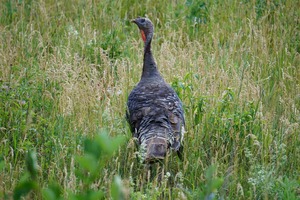 Backcountry Turkeys of Highlands Ranch