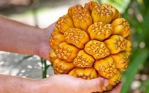 Fruit & Spice Park brings blues music to the gardens after dark