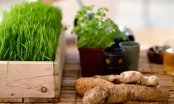 Advanced Master Herbalist Diploma Course from Centre Of Excellence (Up to 90% Off)