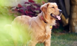 Exam & Rabies Vaccination for Dog or Exam & FVRCP Vaccination for Cat at Harlem Animal Hospital (Up to 51% Off)