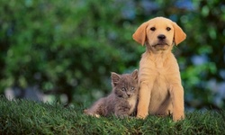 Cat or Dog Exam and Vaccination Packageat Animal Hospital of Fairfield (Up to 46% Off)