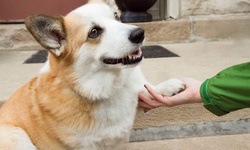 Bath, Brush, and Nail Clipping for Dogs at Reliable Dog Grooming (63% Off). Three Options Available.