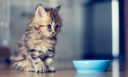 Veterinary Services at The Cat Doctor (Up to 63% Off). Two Options Available.