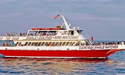 Whale-and Dolphin-Watching Tours at Cape May Whale Watcher (Up to 53% Off). Six Options Available.