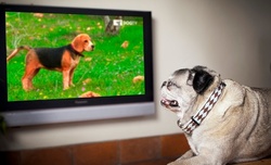 One-, Three-, or Six-Months or One-Year Subscription to DOGTV (Up to 51% Off)