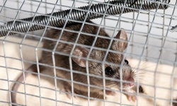Up to 67% Off on Pest Control Service - Rodent at Beacon Pest Services
