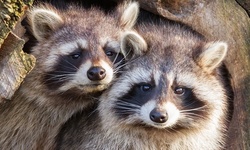 Wildlife or Rodent Inspection, Consultation, and Trapping from Beacon Pest Services (Up to 69% Off)