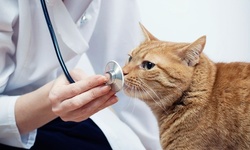 Pet Exams at Baymeadows Animal Hospital/Tinseltown Animal Hospital (Up to 71% Off). Three Options Available.