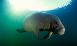 Guided Manatee Snorkel Adventure for One or Two at American Pro Diving Center (Up to 65% Off)
