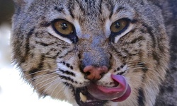 Gator Park Admission and Gator Feed with Optional Lunch for One, Two, or Four (Up to 40% Off)
