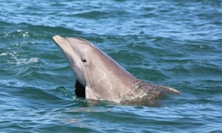 Dolphin Watching for One, Two, Four, or Six at Florida Water Tours (Up to 47% Off)