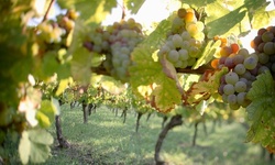 Vineyard Tour and Tasting Package for One, Two, or Four at Sand Castle Winery (Up to 50% Off)