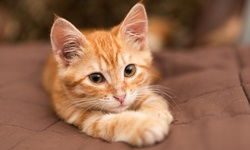 Cat Experience with Drinks at Meows Corner (Up to 62% Off). Four Options Available.