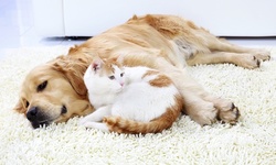 $47.79 for a One-Time Interior Flea and Tick Treatment from Southern Pest Control of Virginia ($309 Value) 