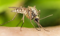 Interior and Exterior Mosquito Pest-Control Treatment from Destroy Pest Control (Up to 65% Off)