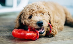 Grooming for Small, Medium, or Large Dog at Tango Animal Hospital (Up to 48% Off)

