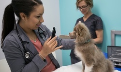 Veterinary Package for One Cat or Dog at Best Friends Pet Hospital (Up to 59% Off). 4 Options Available.