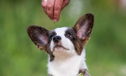 Puppy and New Dog Training from Holly and Hugo (94% Off)