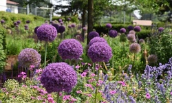 Giant Allium Flower Bulbs (3pk, 6pk, 9pk with Bulb Planter)