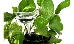 Hand Blown Clear Glass Plant Watering Aqua Globes (2- Pack)