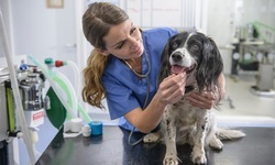 Pet Care at Kindred Spirits Animal Clinic (Up to 66% Off)