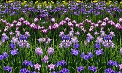Mixed Dutch Diva Iris Bulbs (30, 60, or 150-Pack With Bulb Planter)